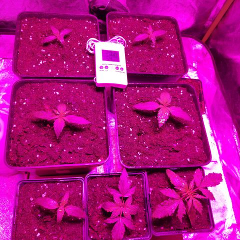 Magnum Auto growlog photo: Todo bien, hoy primera dosis de veg ver cómo reaccionan