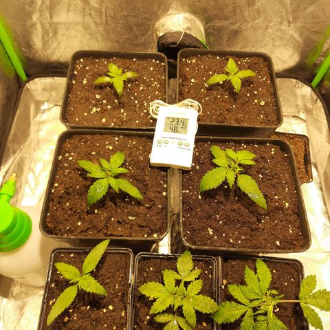 Magnum Auto growlog photo: Cambio blackcob