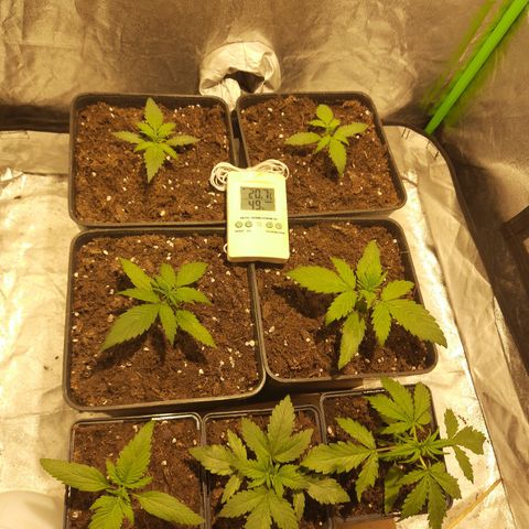 Magnum Auto growlog photo: Todo ok una con puntas claras en las hojas, sera nitrogeno?