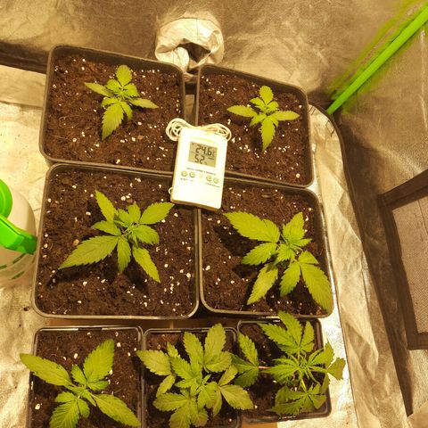 Magnum Auto growlog photo: Antea de riego, 2ml enraizante y 2ml vegetativo para 2 litros .. 300cc aprox para cada una