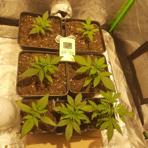 Magnum Auto growlog photo: Todo bien, 21,8 °C y 45 de Humedad