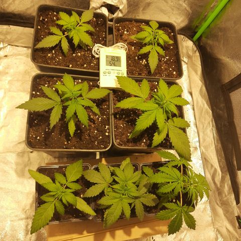 Magnum Auto growlog photo: Todo ok
