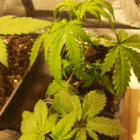 Magnum Auto growlog photo: Poda apical a las 2 regulares