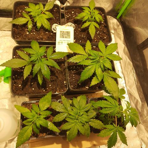 Magnum Auto growlog photo: Las Magnum AF mostraron unos pelitos blancos