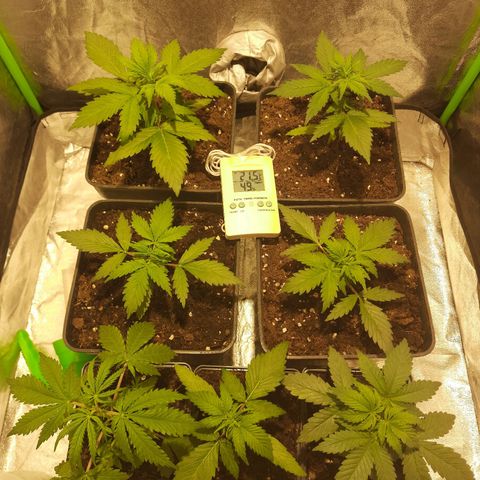 Magnum Auto growlog photo: Horas luego del riego, se ven bien creciendo normal