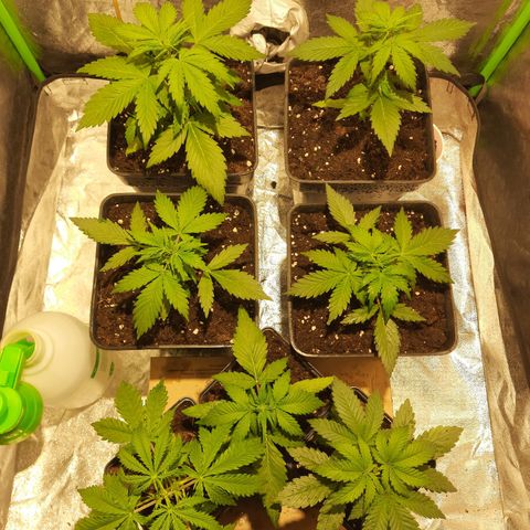 Magnum Auto growlog photo: Todo bien, la mas grande muestra indicios de floración