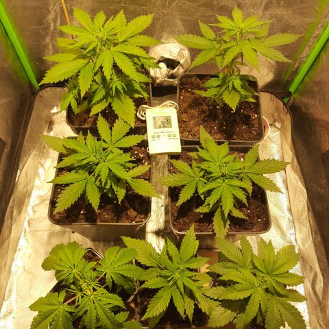 Magnum Auto growlog photo: Todo bien ya todas en floración algunas puntas amarillo claro.. 