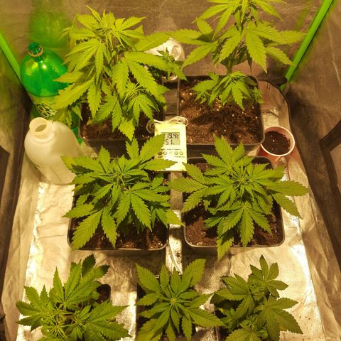 Magnum Auto growlog photo: Todo ok hoy se regaron las chicas