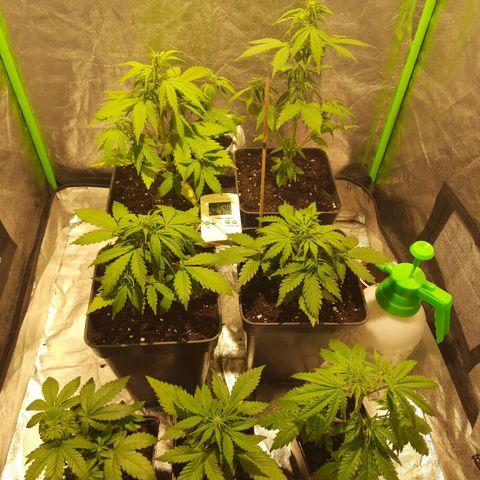 Magnum Auto growlog photo: A unas horas de haber regado