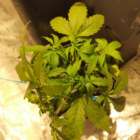 Magnum Auto growlog photo: Planta Quiltra con lst, no funcionó la poda salieron hojas siguió creciendo normal una semana de recuperación aprox..
