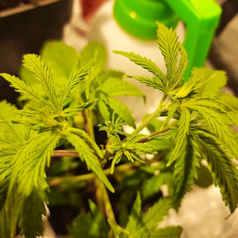Magnum Auto growlog photo: Planta Quiltra larga sin amarres, se hizo poda apical y saco 4 brazos. 1 semana aprox de recuperación.