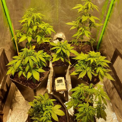 Magnum Auto growlog photo: Autofloras florando, transplante a 1 Quiltra la más chica a 8lt sustrato pacha, ninguna de las dos a  mostrado sexo