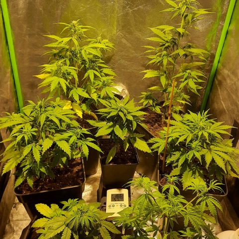 Magnum Auto growlog photo: Algunas hojas amarillando