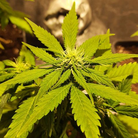 Magnum Auto growlog photo: Floración