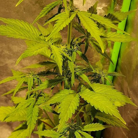 Magnum Auto growlog photo: Floración