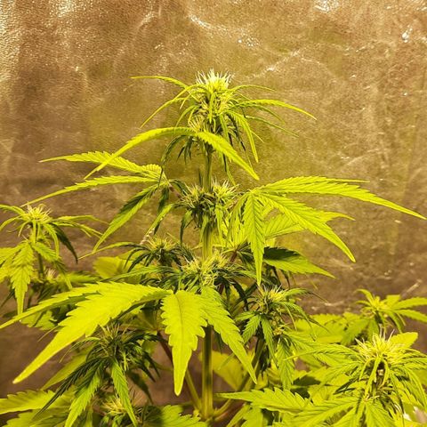 Magnum Auto growlog photo: Floración
