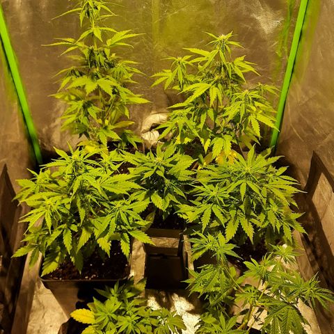 Magnum Auto growlog photo: Un día luego de regar a todas