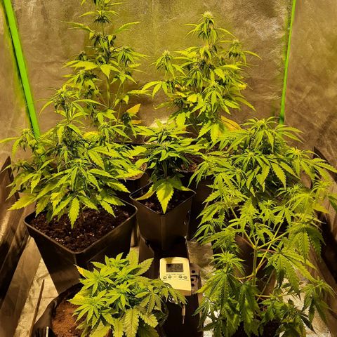 Magnum Auto growlog timeline photo