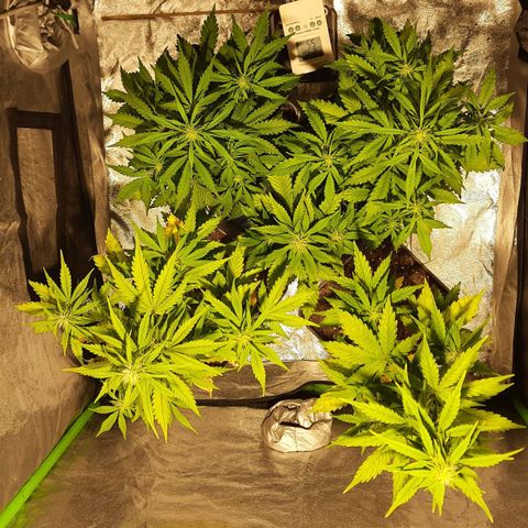 Magnum Auto growlog timeline photo