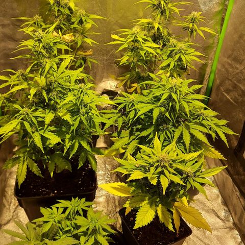 Magnum Auto growlog photo: Todo ok