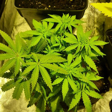 Magnum Auto growlog photo: Quiltra empezando a florar