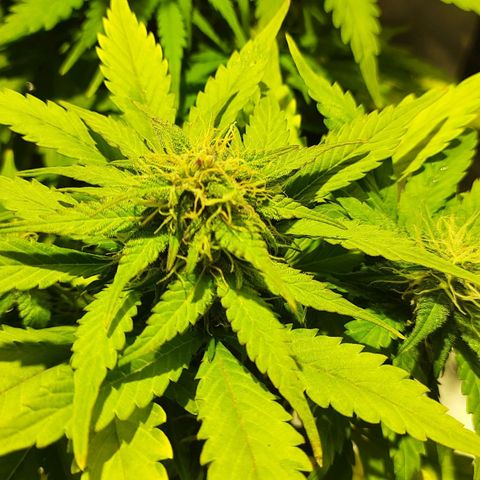 Magnum Auto growlog photo: 2Lt