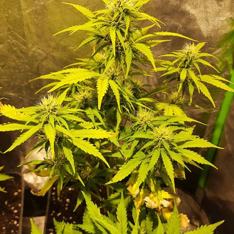 Magnum Auto growlog timeline photo