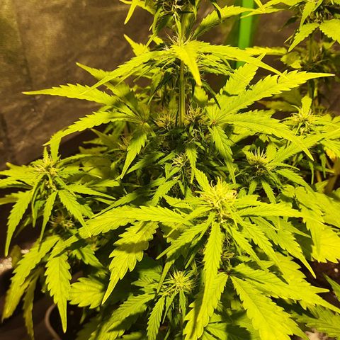 Magnum Auto growlog timeline photo