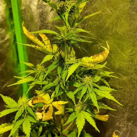Magnum Auto growlog timeline photo