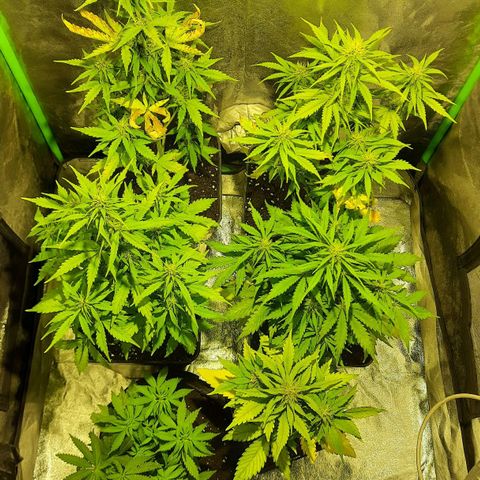 Magnum Auto growlog timeline photo