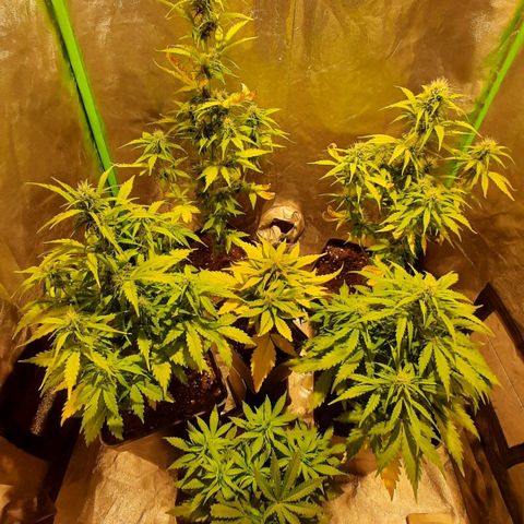 Magnum Auto growlog timeline photo