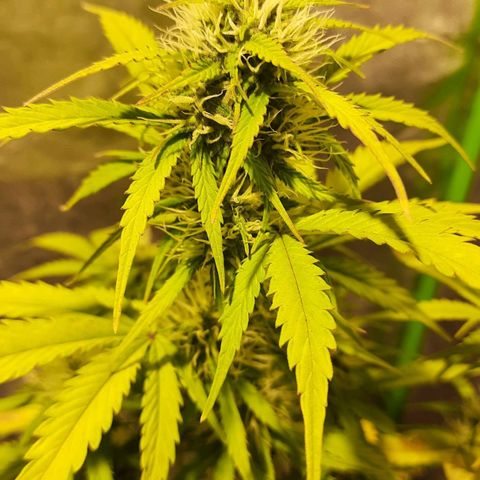 Magnum Auto growlog timeline photo