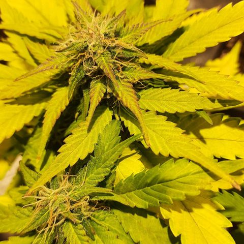 Magnum Auto growlog photo: La Chica