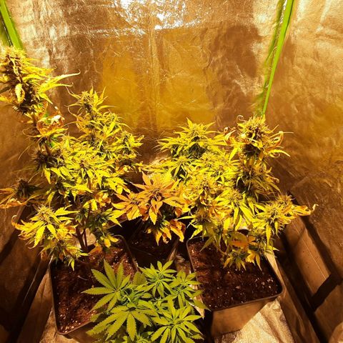 Magnum Auto growlog timeline photo