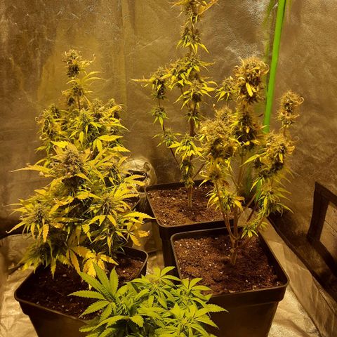 Magnum Auto growlog timeline photo
