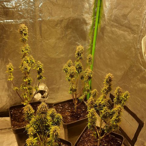 Magnum Auto growlog timeline photo