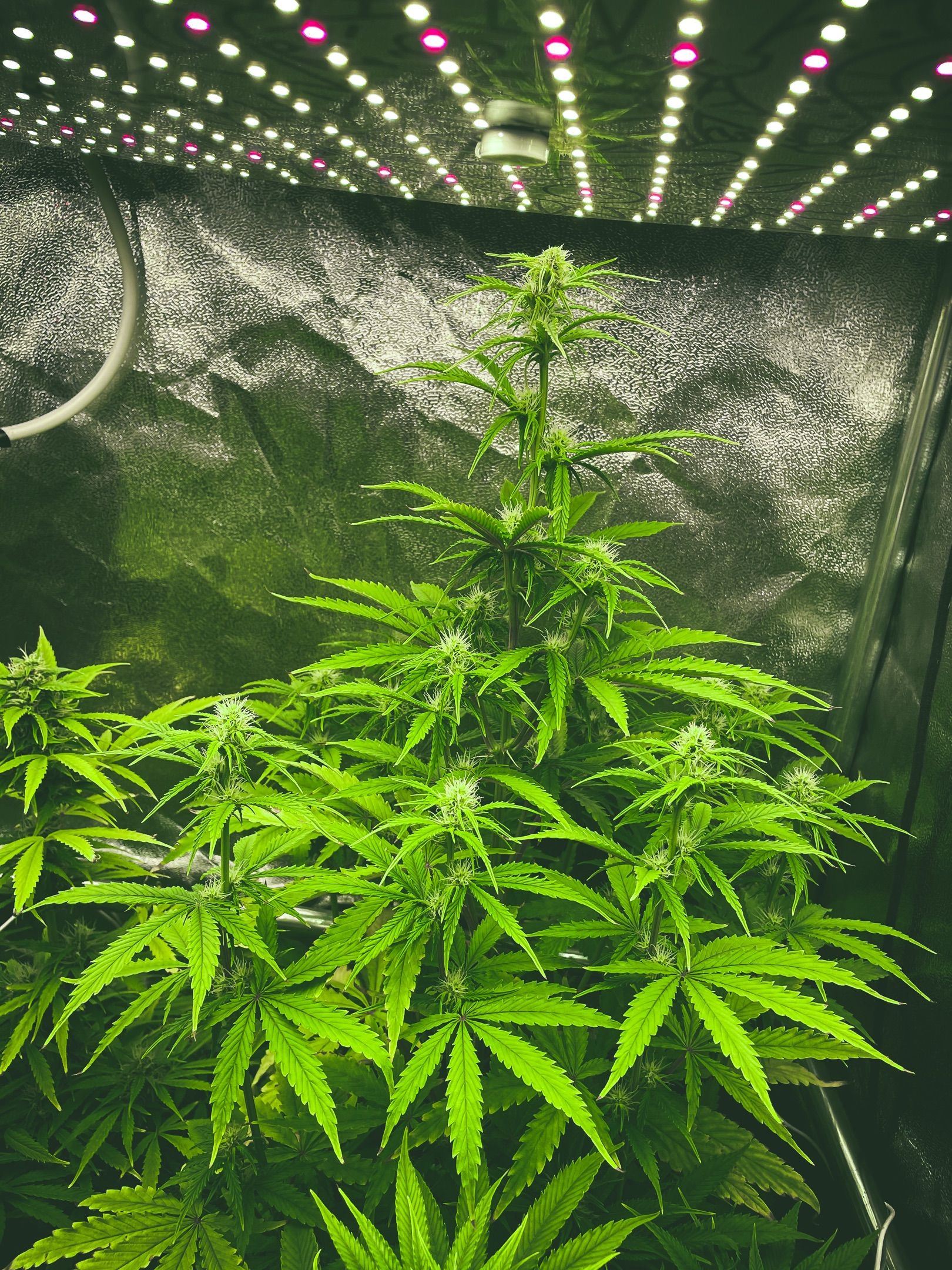 Purple Sunset Auto growlog header