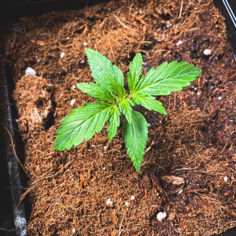 Purple Sunset Auto growlog photo