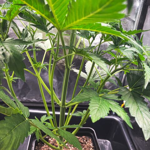Amnesia Auto growlog timeline photo