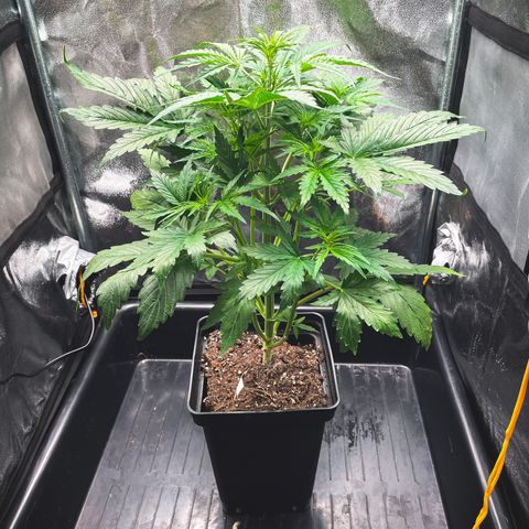 Amnesia Auto growlog timeline photo