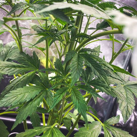 Matanuska Auto growlog timeline photo