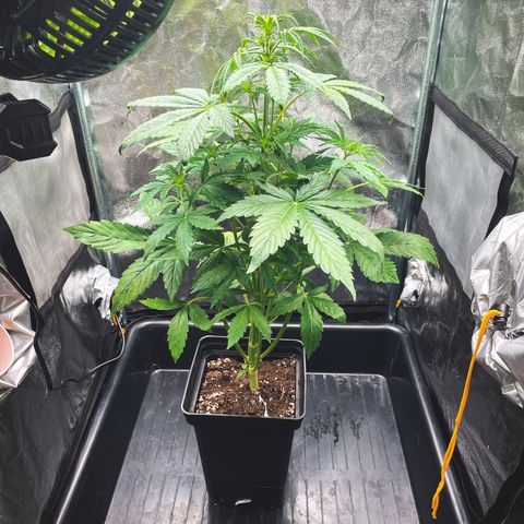 Matanuska Auto growlog timeline photo
