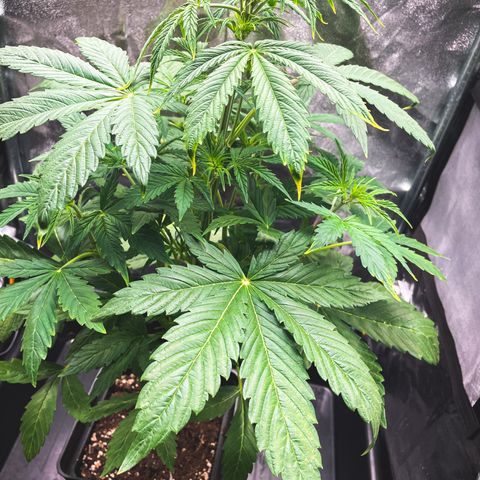 Matanuska Auto growlog timeline photo