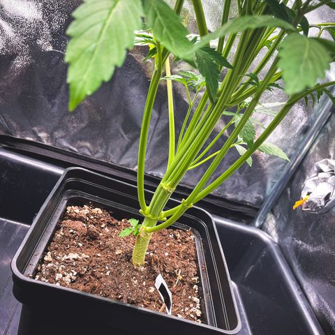 Matanuska Auto growlog timeline photo
