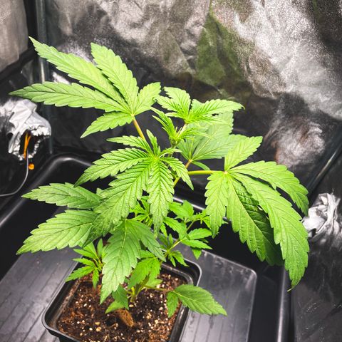 Purple Sunset Auto growlog photo