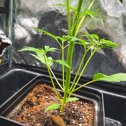 Purple Sunset Auto growlog photo