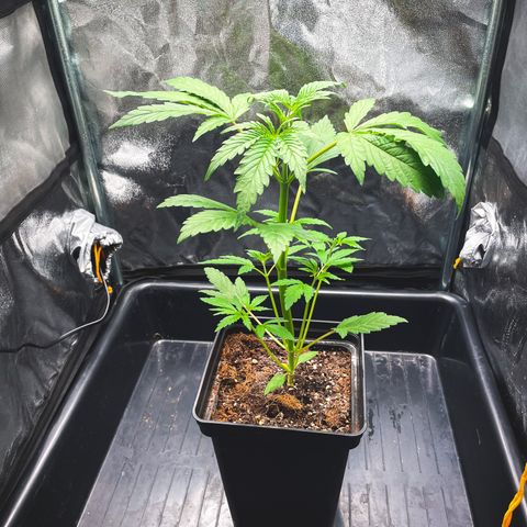Purple Sunset Auto growlog photo