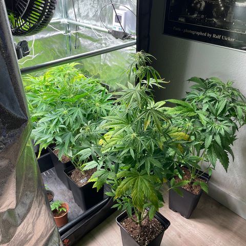 Purple Sunset Auto growlog timeline photo