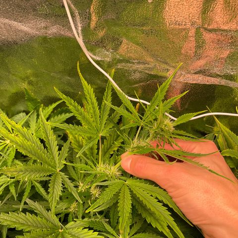 Amnesia Auto growlog timeline photo
