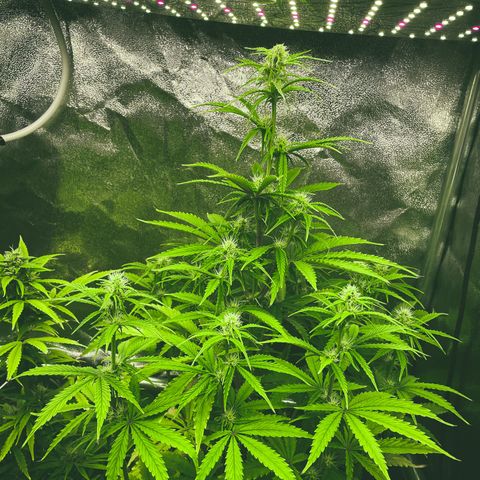 Purple Sunset Auto growlog timeline photo